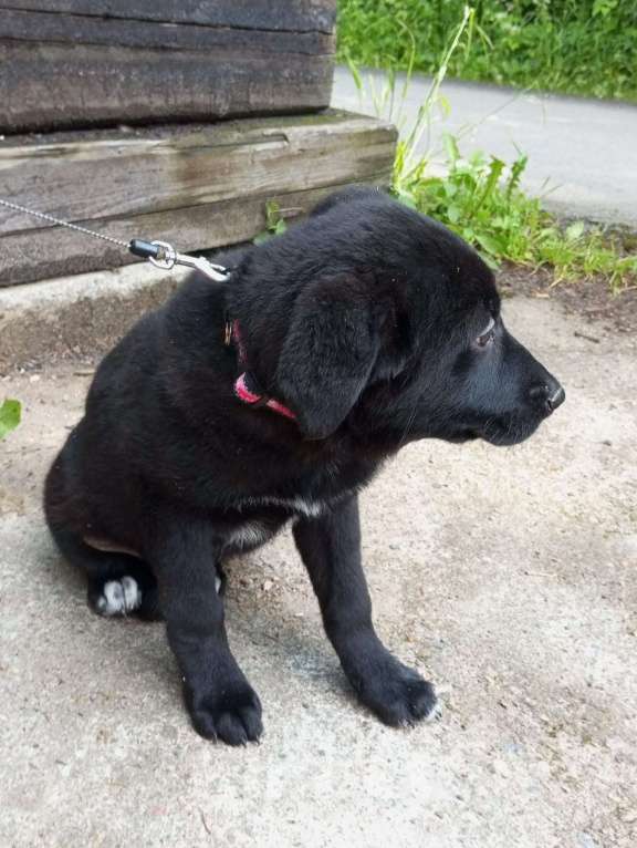 Собаки в Санкт-Петербурге: Отдам щенка бесплатно Девочка, Бесплатно - фото 2