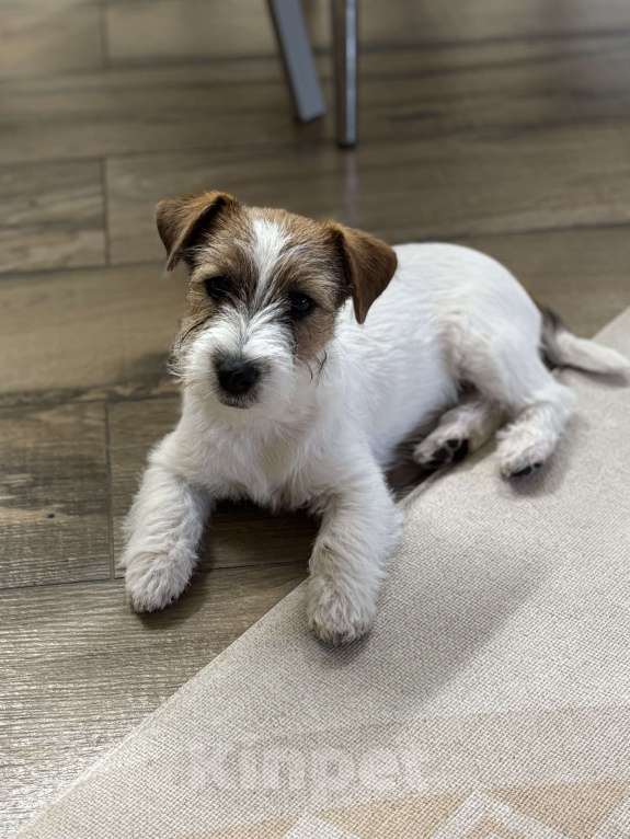 Собаки в других городах Самарской области: Щенки джек рассела г. Самара Девочка, 80 000 руб. - фото 2