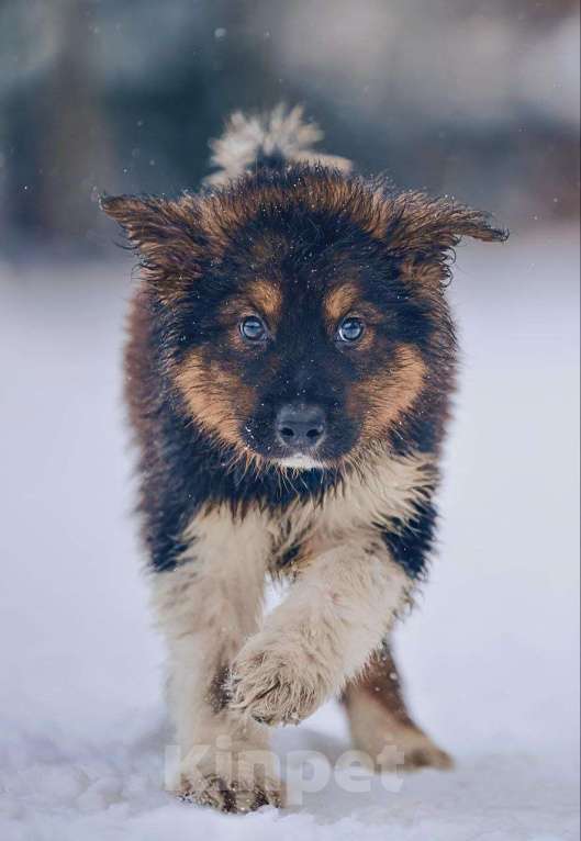 Собаки в Наро-Фоминске: Потап якутенок из ппбж  Мальчик, Бесплатно - фото 1