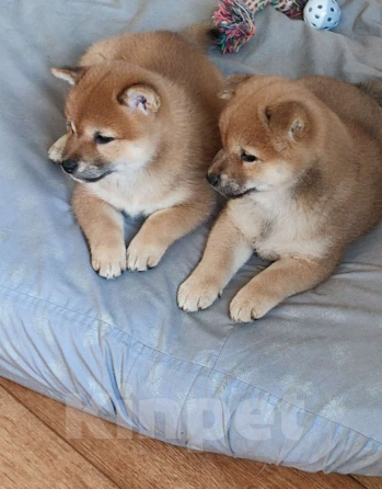 Собаки в Краснодаре: Щенок девочка сиба-ину Девочка, 45 000 руб. - фото 1