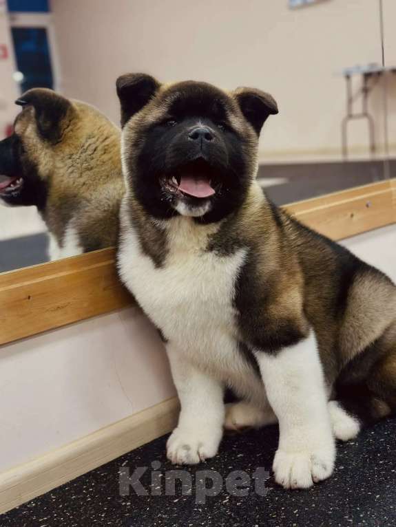 Собаки в Москве: Шикарная девочка Американской Акиты Девочка, 60 000 руб. - фото 5