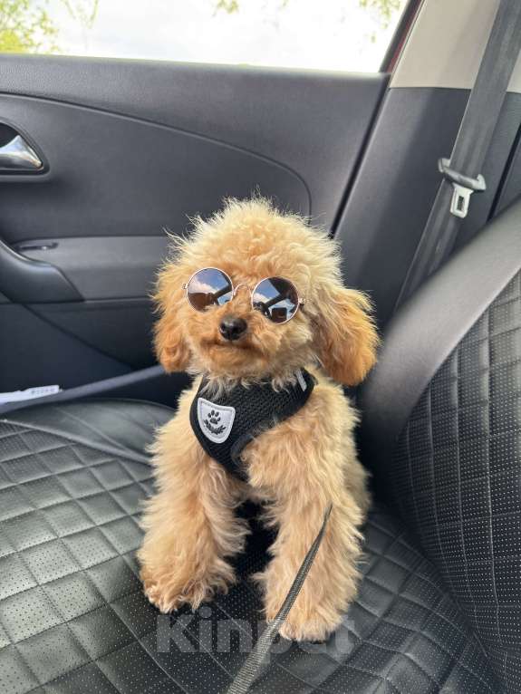 Собаки в Краснодаре: Той-пудель Мальчик, 100 000 руб. - фото 4