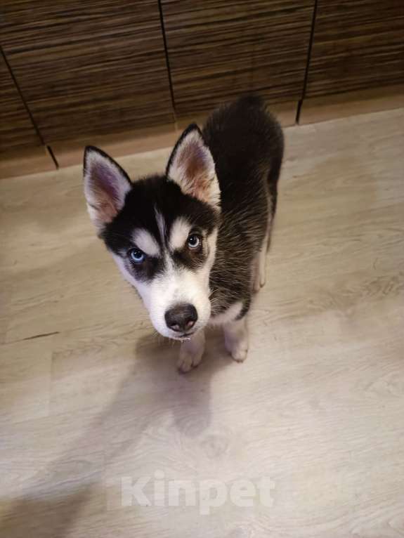 Собаки в других городах Ленинградской области: мини хаски Девочка, 15 000 руб. - фото 4