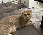 Кошки в других городах Московской области: Котик Симба ищет нового хозяина Мальчик, Бесплатно - фото 1