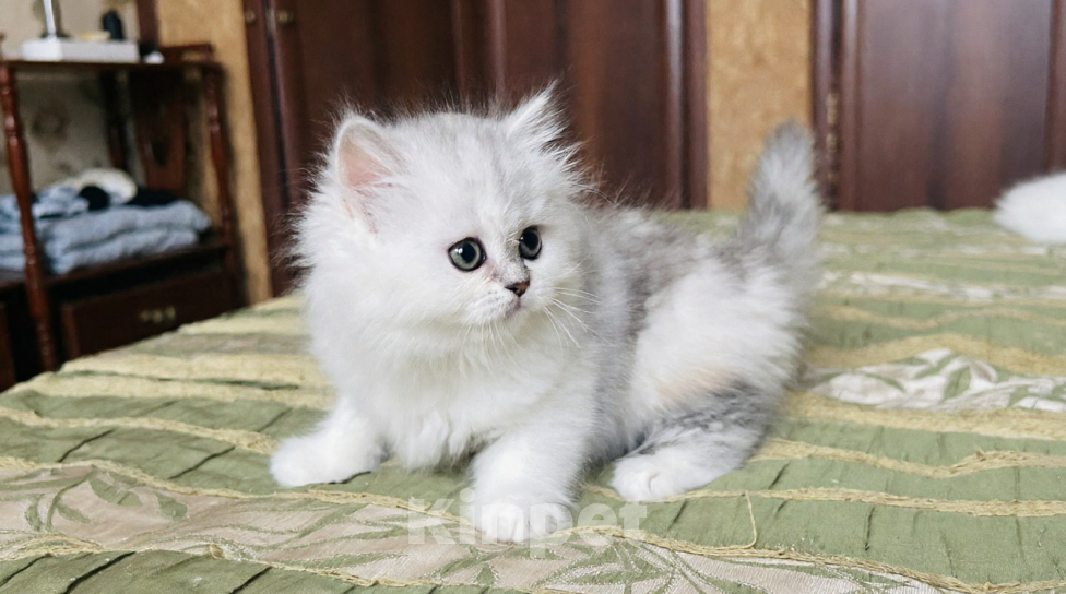 Кошки в Нижнем Новгороде: Серебристая прямоухая кошечка Девочка, 25 000 руб. - фото 3