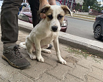 Собаки в Уфе: найдена потерянная собака, потерялась собака Мальчик, Бесплатно - фото 1