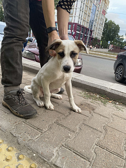 Объявление: найдена потерянная собака, потерялась собака, Бесплатно, Уфа
