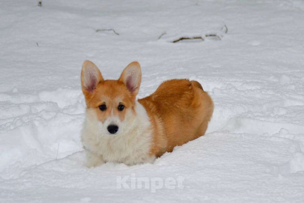 Собаки в Твери: Щенок Вельш Корги Пемброк  Девочка, 40 000 руб. - фото 7