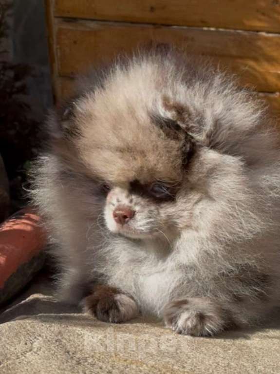 Собаки в Ейске: Шоко мрамор девочка с голубым глазом  Девочка, 80 000 руб. - фото 1