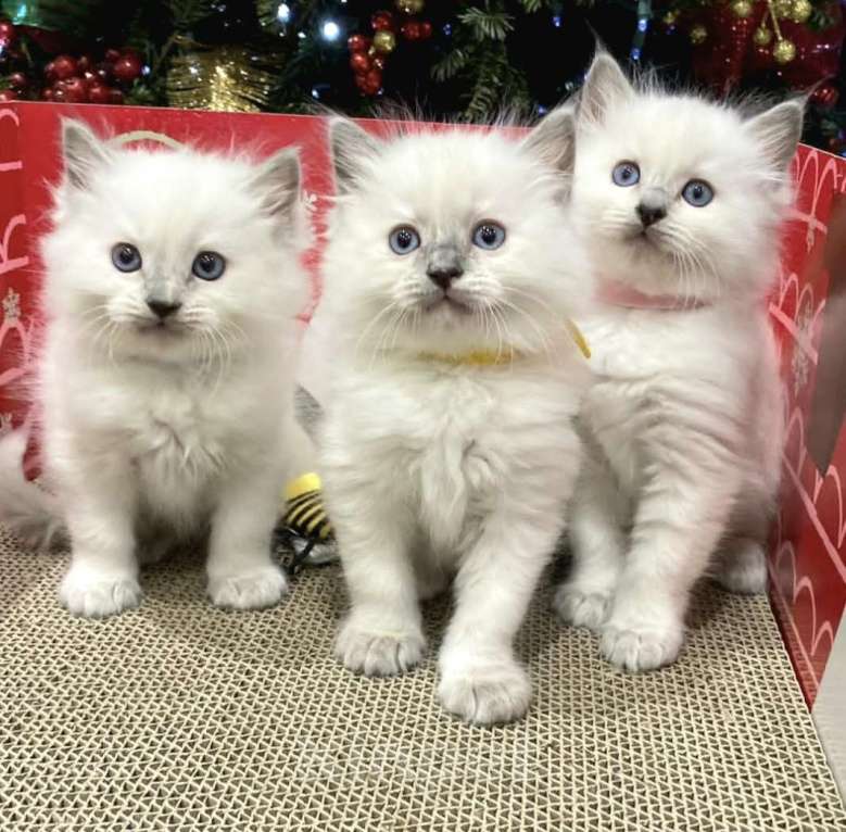 Кошки в Перми: Девушки Рэгдолл  Девочка, 80 000 руб. - фото 6