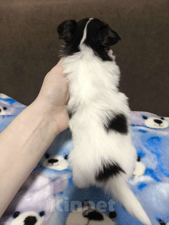 Собаки в Москве: Папийон девочка триколор Девочка, 58 000 руб. - фото 3