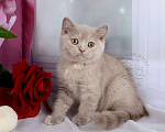 Кошки в Мурином: Британский котенок окраса лиловый черепаховый Девочка, 30 000 руб. - фото 1