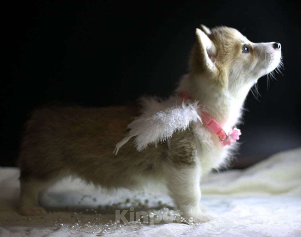 Собаки в Тольятти: Малышка Вельш Корги Пемброк Девочка, 80 000 руб. - фото 1