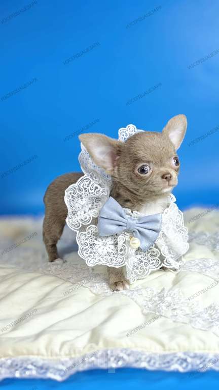 Собаки в Москве: Мини чихуахуа мальчик лилового окраса Мальчик, 50 000 руб. - фото 1