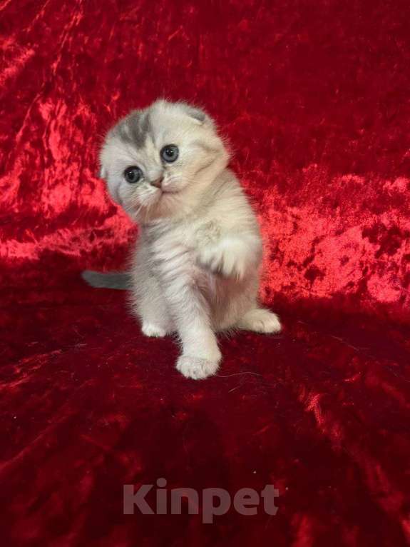 Кошки в Новосибирске: Продам шотландских котят Разнополые, Бесплатно - фото 9