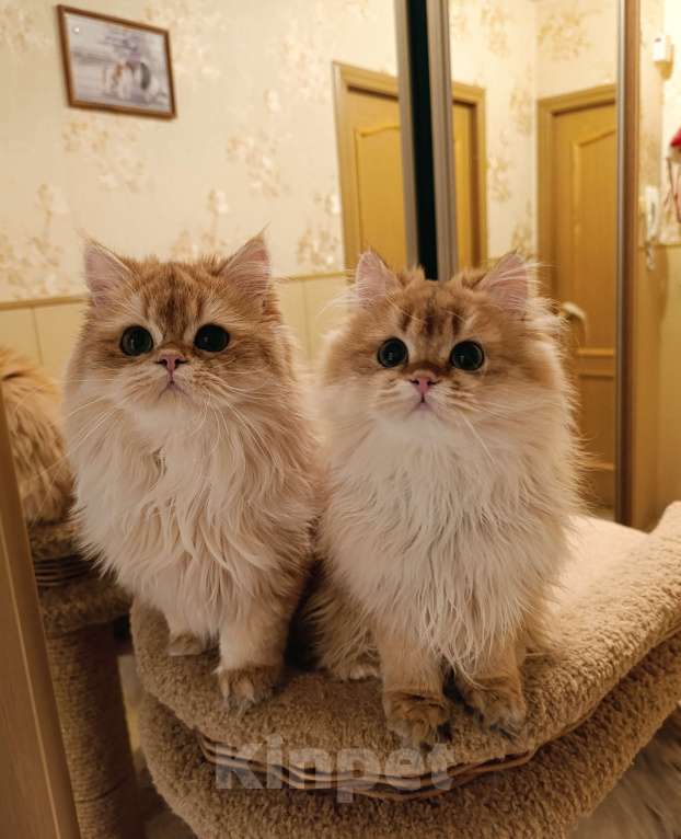 Кошки в Санкт-Петербурге: Золотые котики Мальчик, 15 000 руб. - фото 6