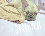 Собаки в Тюмени: Французский Бульдог щенки  Девочка, 45 000 руб. - фото 1