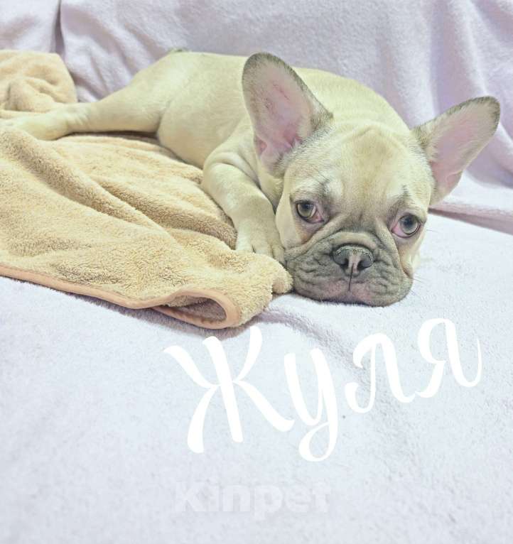Собаки в Тюмени: Французский Бульдог щенки  Девочка, 45 000 руб. - фото 1