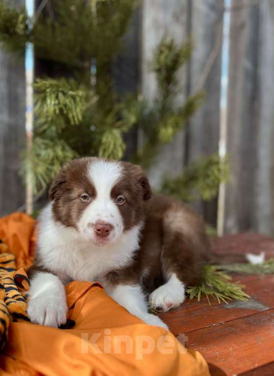 Собаки в других городах Алтайского края: Щенки Бордер Колли (д/ш). РКФ Мальчик, Бесплатно - фото 2
