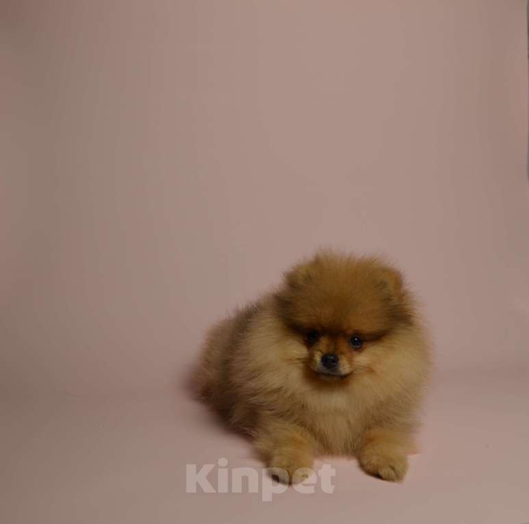 Собаки в Костроме: Щенки немецкого шпица Девочка, 23 000 руб. - фото 9