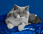 Кошки в Магнитогорске: Coco Marshmallow Девочка, 35 000 руб. - фото 2
