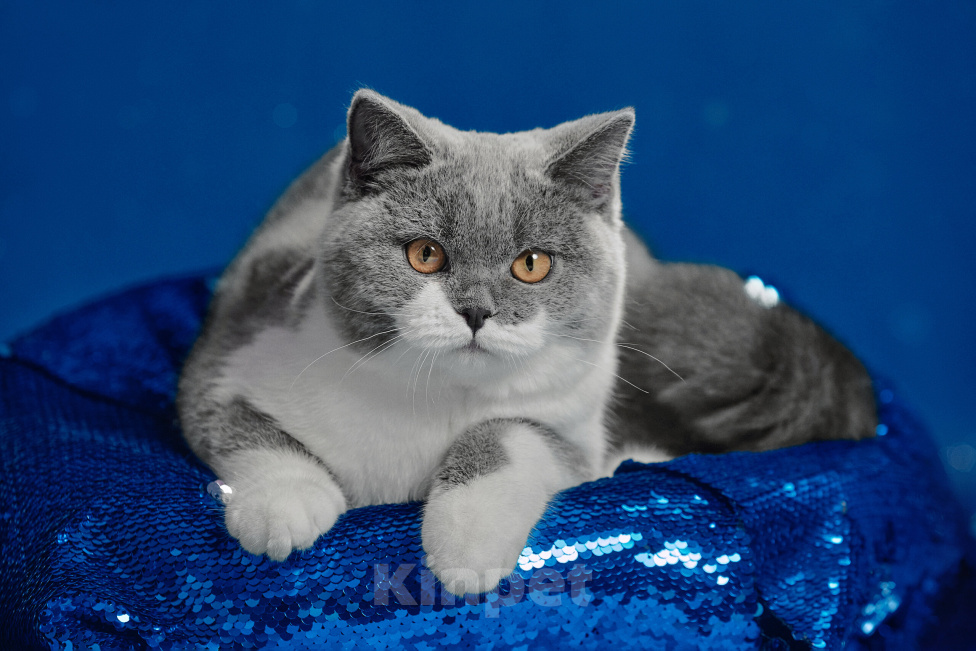 Кошки в Магнитогорске: Coco Marshmallow Девочка, 35 000 руб. - фото 2