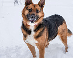 Собаки в Солнечногорске: Компактная собачка в добрые руки Девочка, Бесплатно - фото 4