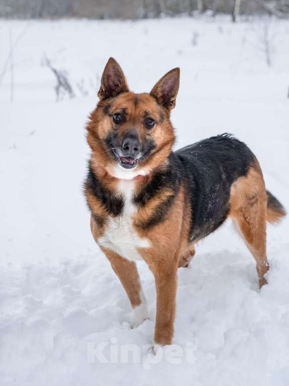 Собаки в Солнечногорске: Компактная собачка в добрые руки Девочка, Бесплатно - фото 4
