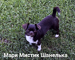 Собаки в Санкт-Петербурге: Нелька окрас шоколад кобби тип чихуахуа Девочка, 35 000 руб. - фото 3