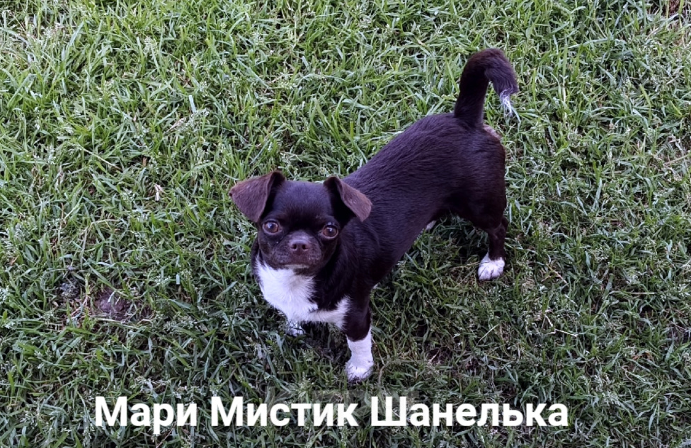 Собаки в Санкт-Петербурге: Нелька окрас шоколад кобби тип чихуахуа Девочка, 35 000 руб. - фото 3