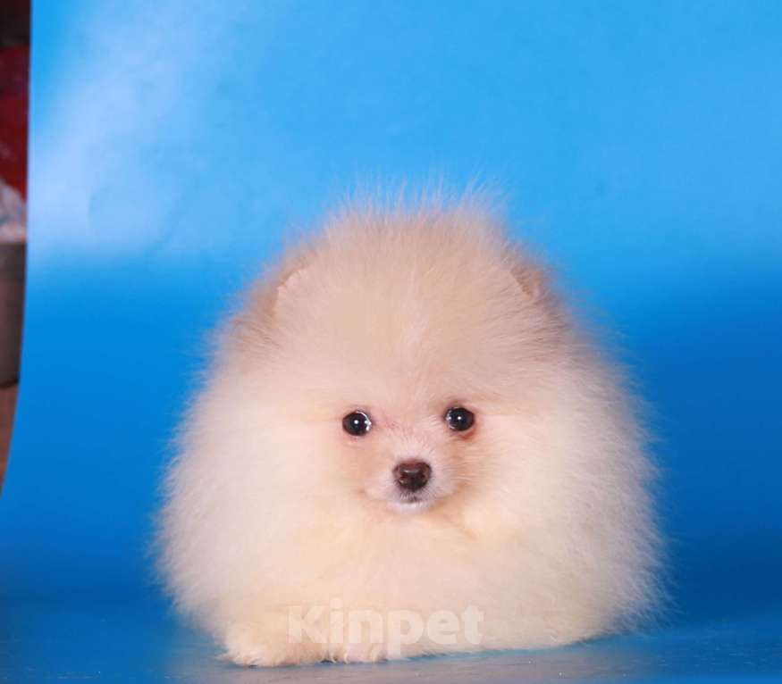 Собаки в Москве: померанский шпиц мини девочка дл души Девочка, 40 000 руб. - фото 2