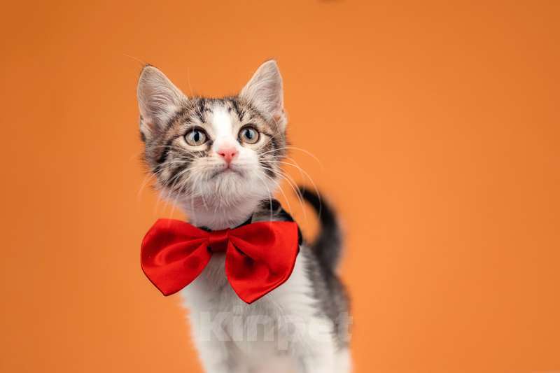 Кошки в Москве: Очаровательный котенок Вася — полосатик в добрые руки Мальчик, Бесплатно - фото 1
