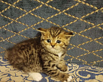 Кошки в Подольске: Британские котята  Девочка, 3 500 руб. - фото 3