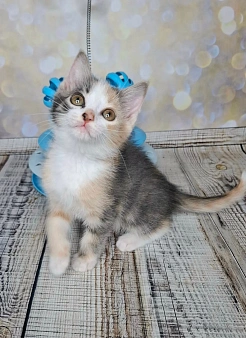 Трехцветный котёнок в добрые руки