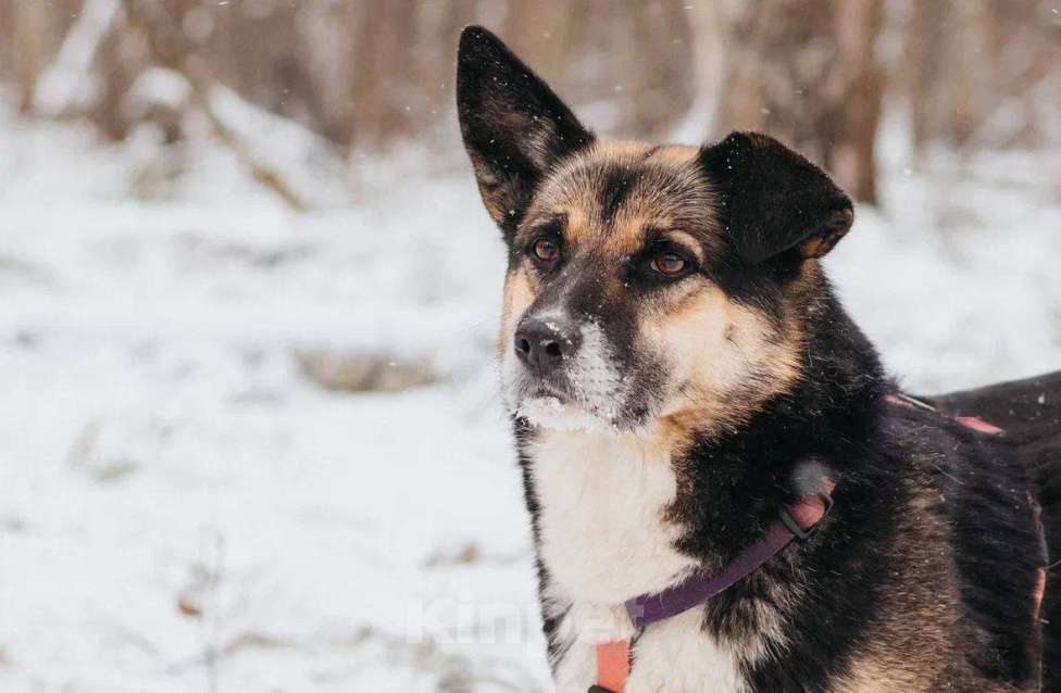Собаки в Москве: Сью ищет дом Девочка, Бесплатно - фото 2