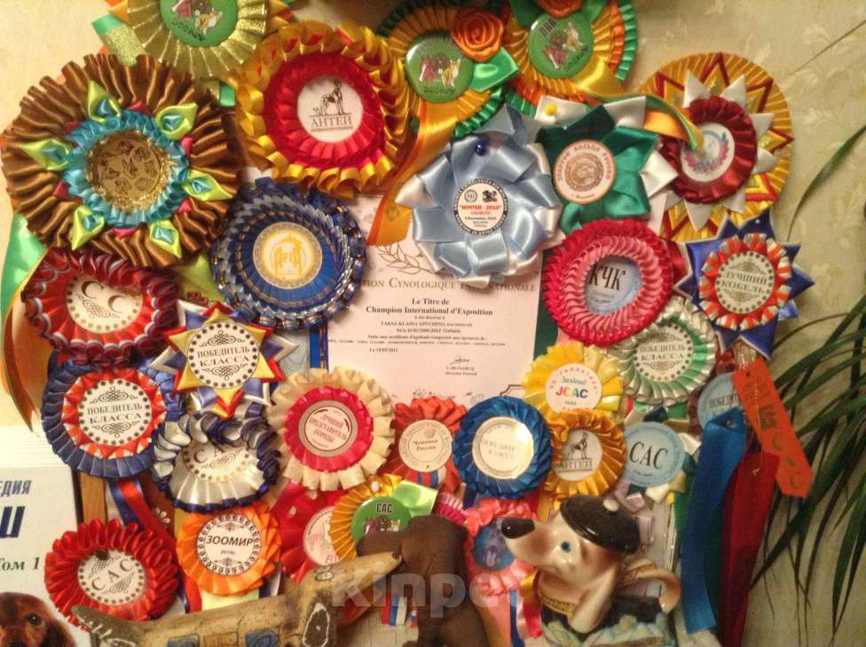 Собаки в Москве: Миниатюрный коричнево-мраморный кобель  Мальчик, 25 000 руб. - фото 8