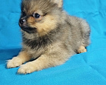 Собаки в Санкт-Петербурге: Красотка шпицуля Девочка, 35 000 руб. - фото 1