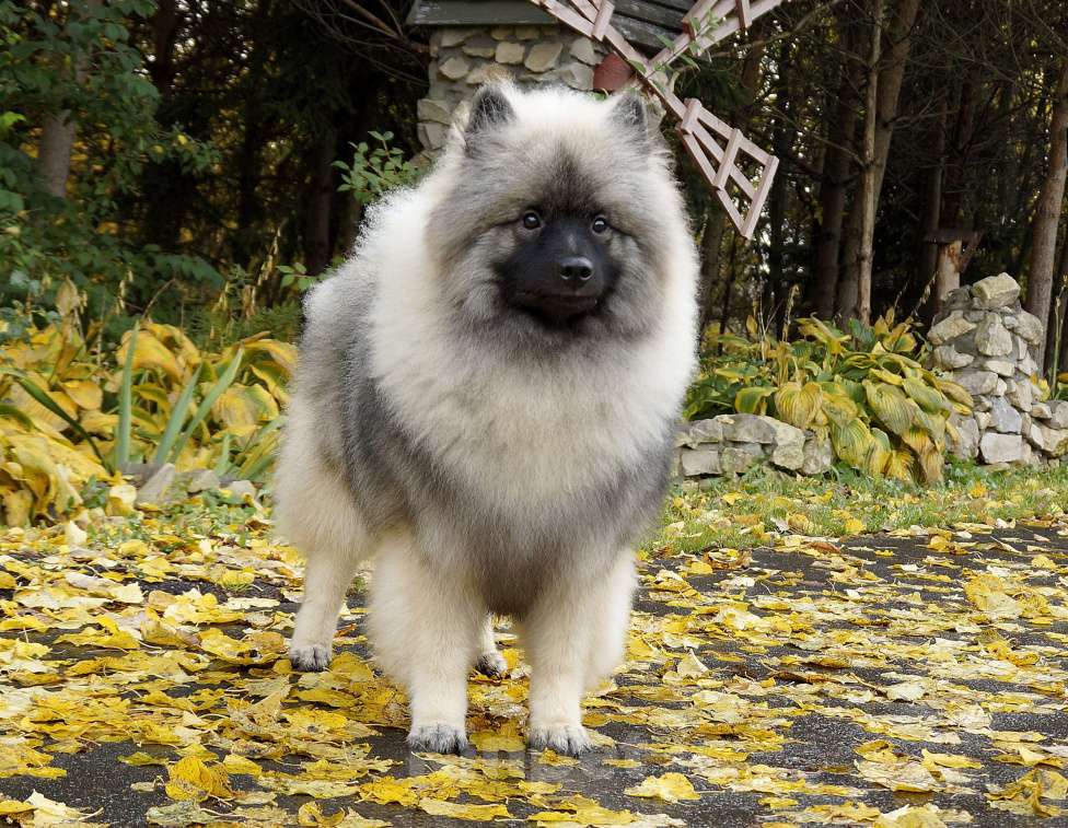 Собаки в Туле: Шикарный щенок кеесхонда Мальчик, 60 000 руб. - фото 3