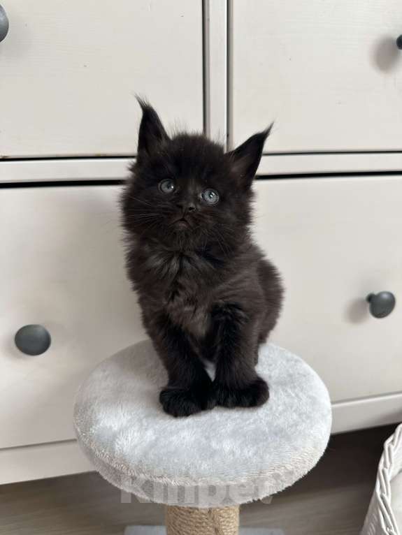 Кошки в Санкт-Петербурге: Котята мейн кун полидакты и классика Разнополые, 50 000 руб. - фото 3