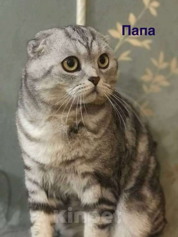 Кошки в Нижнем Новгороде: Шотландские котята Разнополые, 22 000 руб. - фото 6