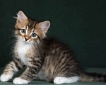 Кошки в Москве: Элитные котята. Питомник. Девочка, 55 000 руб. - фото 1