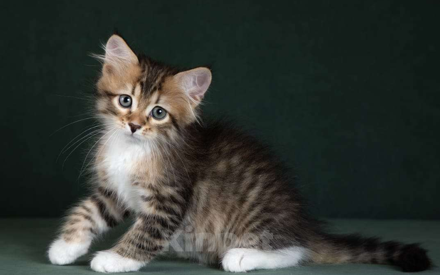 Кошки в Москве: Элитные котята. Питомник. Девочка, 55 000 руб. - фото 1