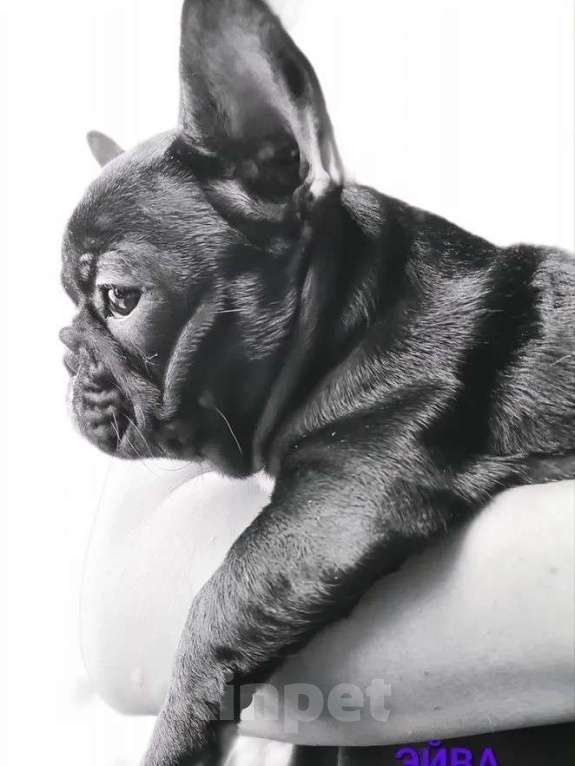 Собаки в Владивостоке: Очаровательная девочка французского бульдога Девочка, 75 000 руб. - фото 1