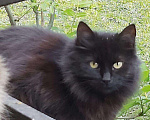 Кошки в Камызяке: Пушистые котики, 3 года., Бесплатно - фото 5