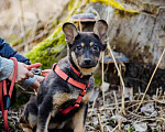 Собаки в Москве: Щенки — метисы корги в дар, Бесплатно - фото 8
