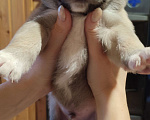 Собаки в Солнечногорске: Симпатичные щенки лайки Мальчик, 1 руб. - фото 1