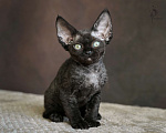 Кошки в Санкт-Петербурге: Девон-рекс котята черная девочка Девочка, Бесплатно - фото 7