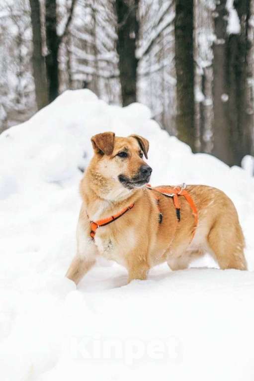 Собаки в Москве: Чудесная Лесси ищет дом Девочка, Бесплатно - фото 7