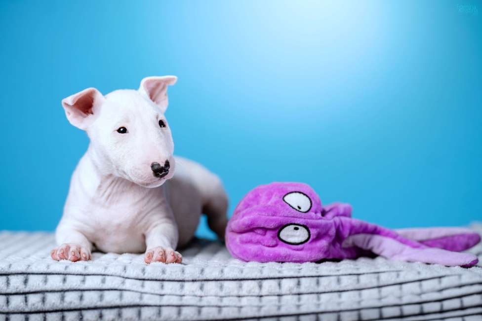 Собаки в Москве: Миниатюрный бультерьер Мальчик, 100 000 руб. - фото 1