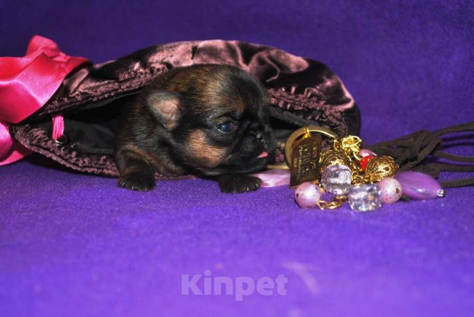 Собаки в Москве: Рыжие детки малого брабансона на февраль Мальчик, 45 000 руб. - фото 3